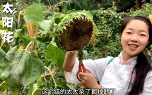 Tải video: 你吃过瓜子，见过怎么收向日葵吗？