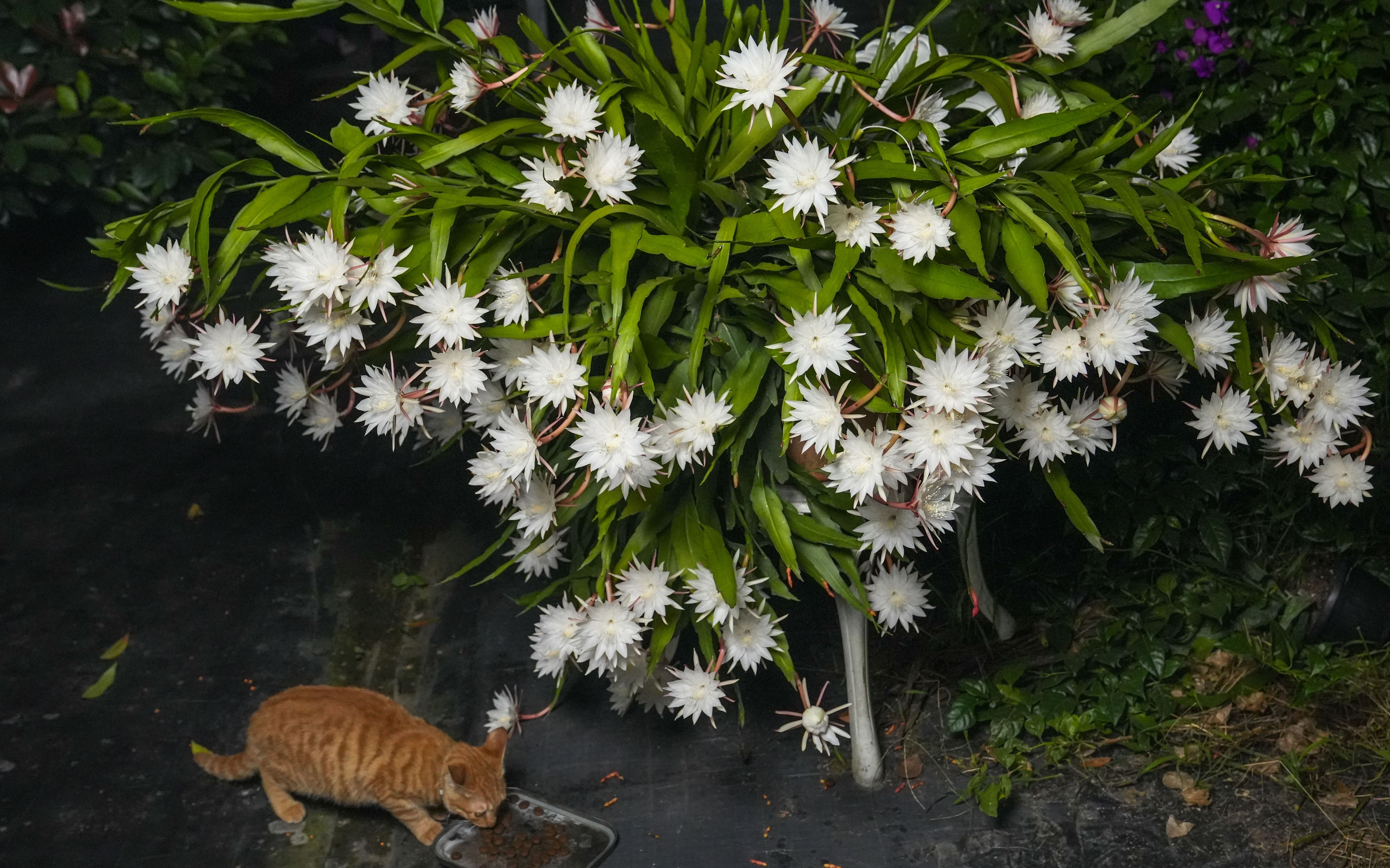 [图]沉浸看150+昙花盛开