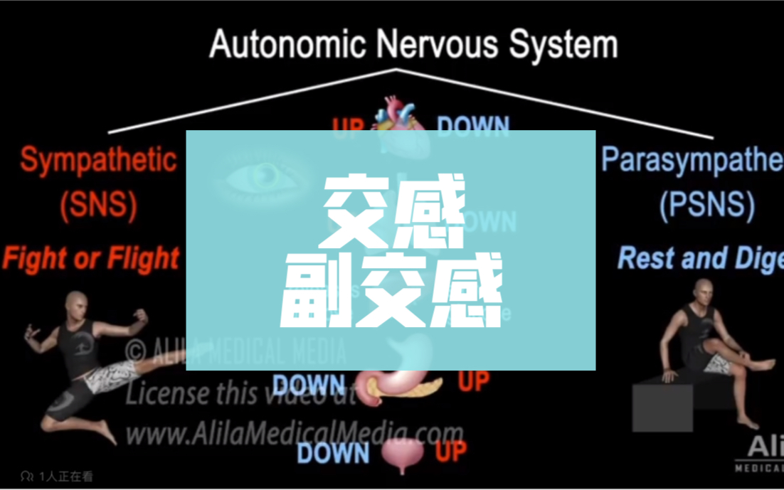 【搬运中英字幕】交感、副交感神经 傻傻分不清?Autonomic Nervous System Sympathetic vs Parasympathetic哔哩哔哩bilibili