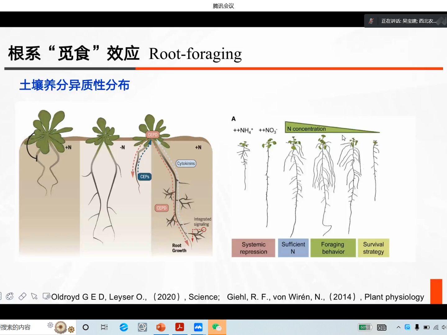 棉花根次生结构简图图片