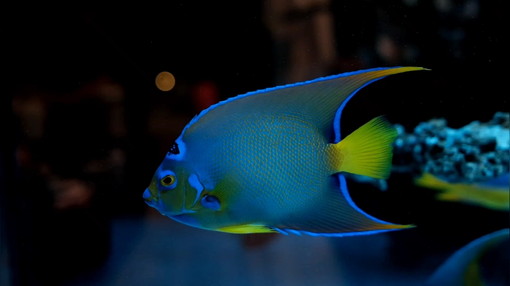 【仙鱼日记】美丽的女王神仙