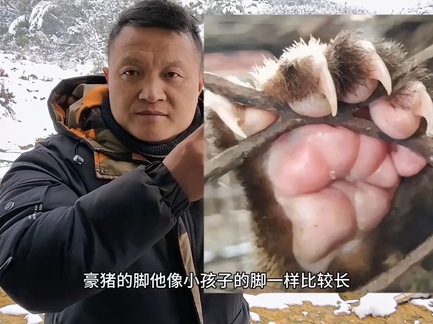 果子狸和豪猪下大雪的时候会在哪里?它们怎么找吃的?