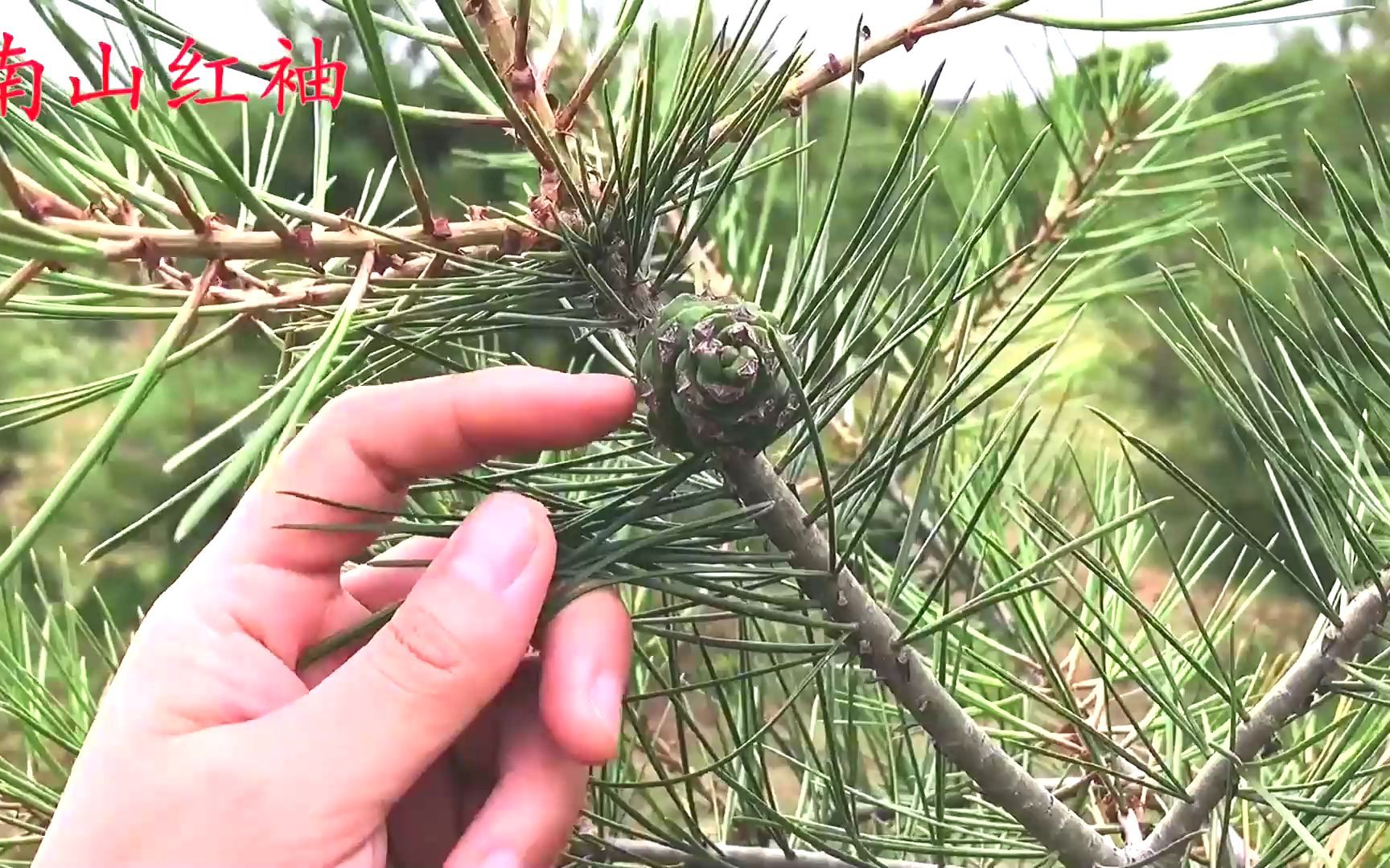 农村常见的松针煮水,生活中有3个好妙用,看完视频你就明白了_哔哩哔哩_bilibili