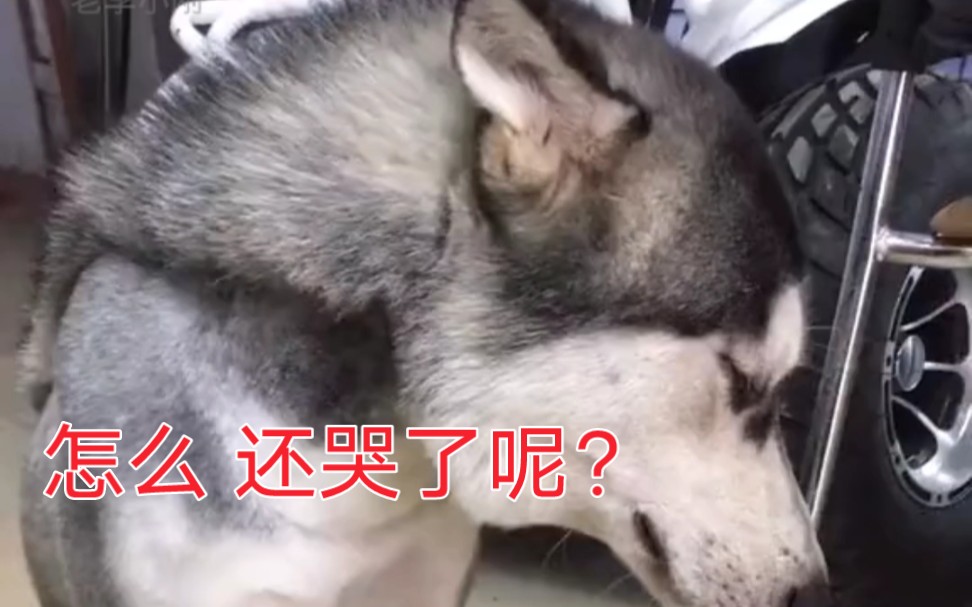 这二哈,怎么还哭了呢