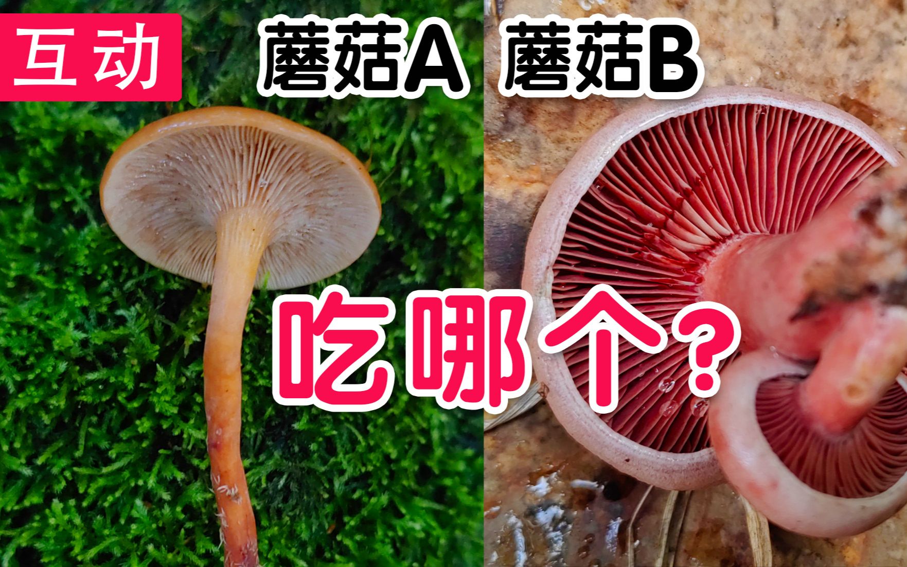 [图]【互动视频】一个有毒，一个无毒，你能分清吗？毒蘑菇和可食蘑菇如此相似！