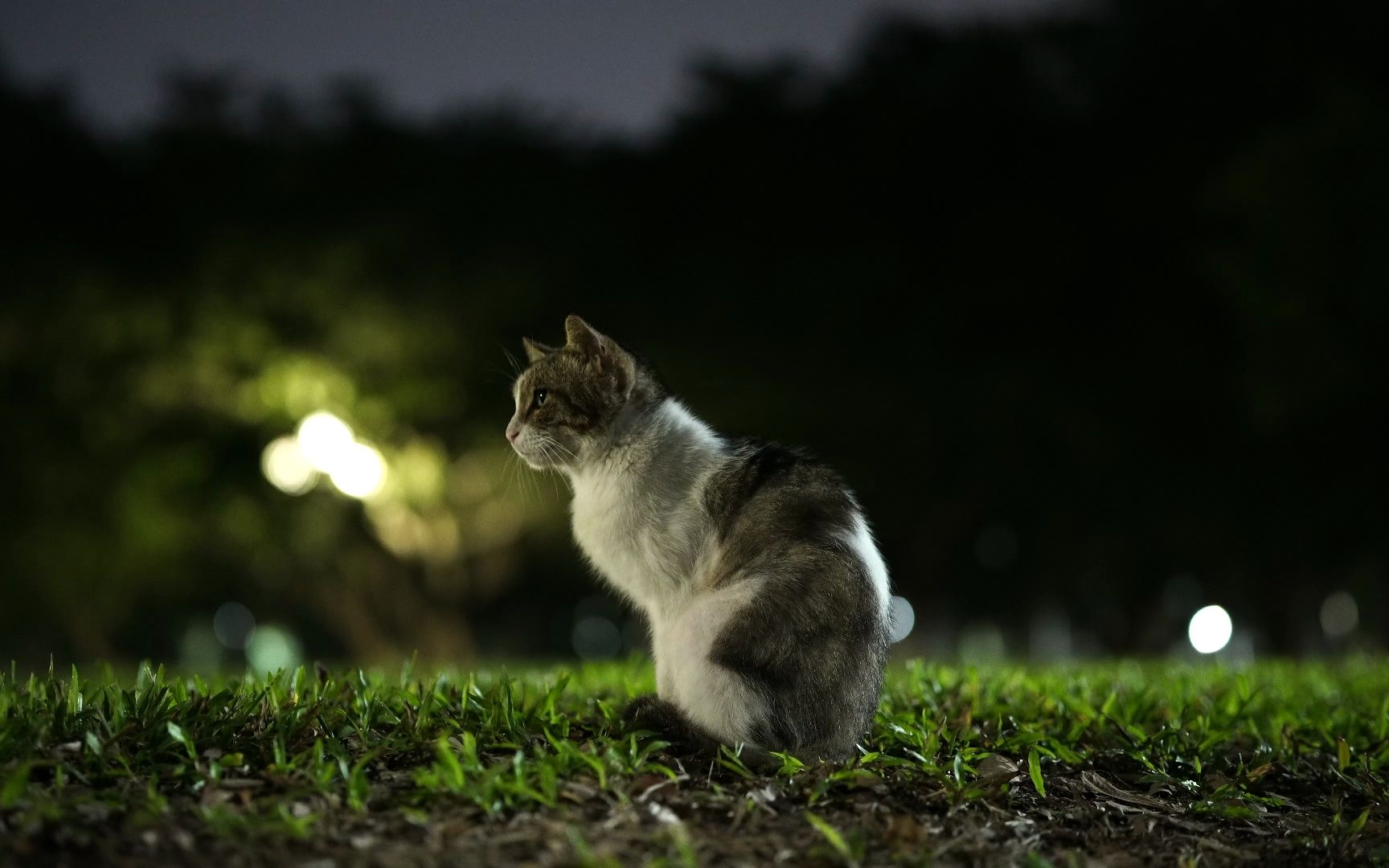中山大学广州校区南校园夜晚的猫猫【sony_a6400 sigma_56mm_f1.4】