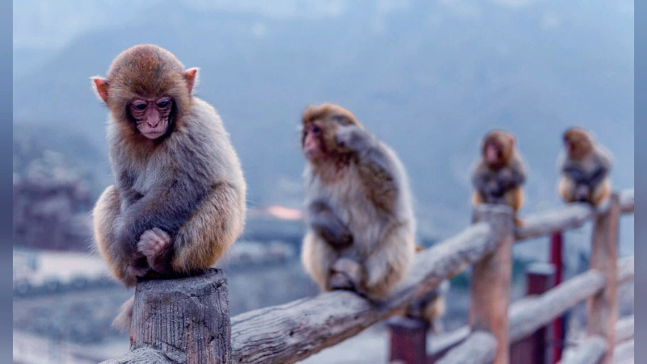 蹲在桩上的猴子