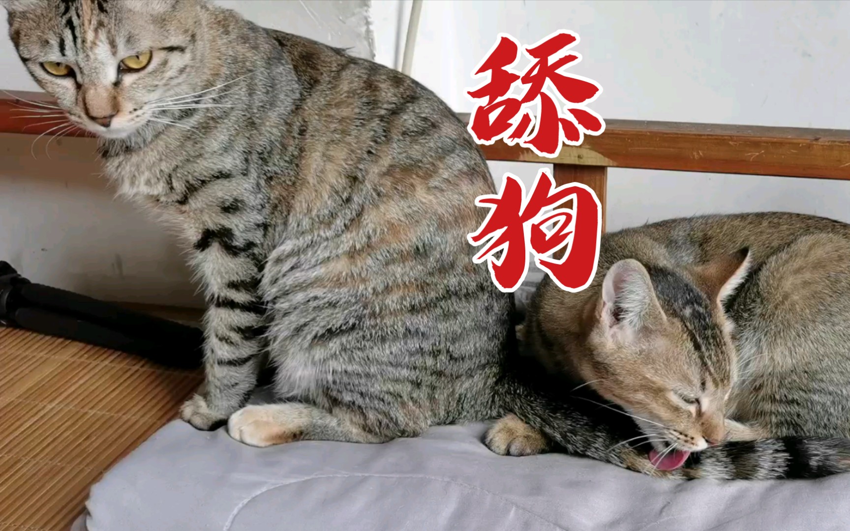 舔狗:舔到最后一无所有_哔哩哔哩_bilibili