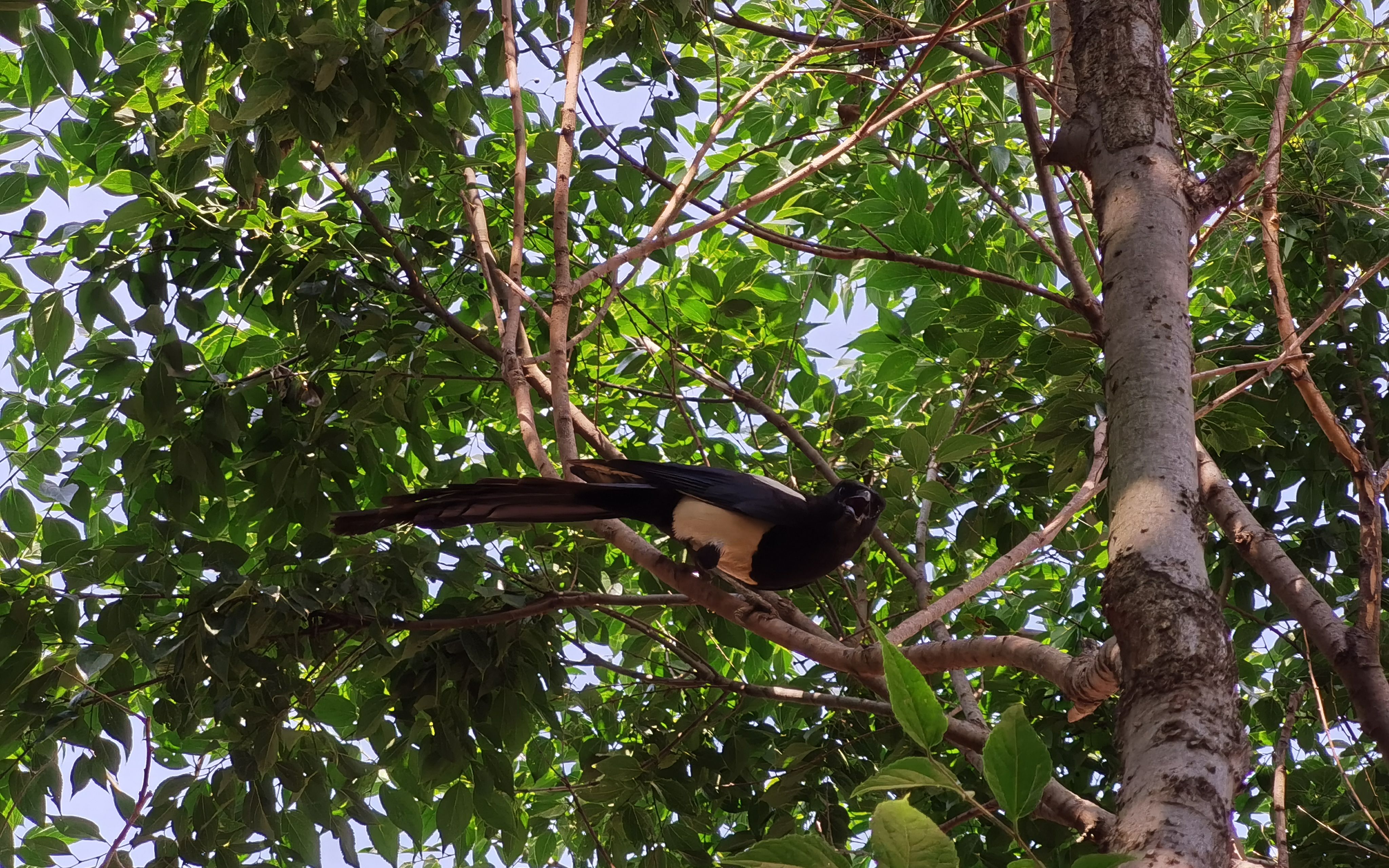 自建房旁的小树林中,小鸟走失踪了,大鸟可能是怪我吓到的,守在我身边