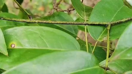 [图]路边的草都是宝！带你认识50种中草药，看看你家乡有吗？