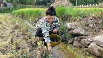 今天欧妹带大家一起去捡田螺