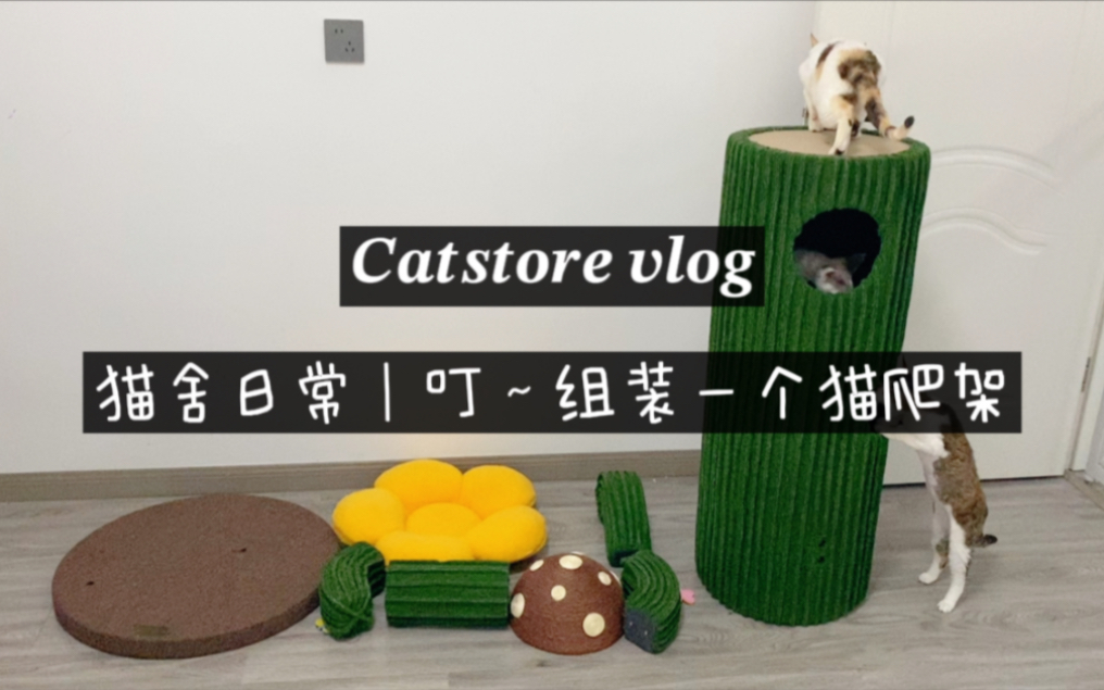 【德文猫舍日常】给猫孩子又添一件大玩具,蜜罐猫仙人掌猫爬架哔哩哔哩bilibili