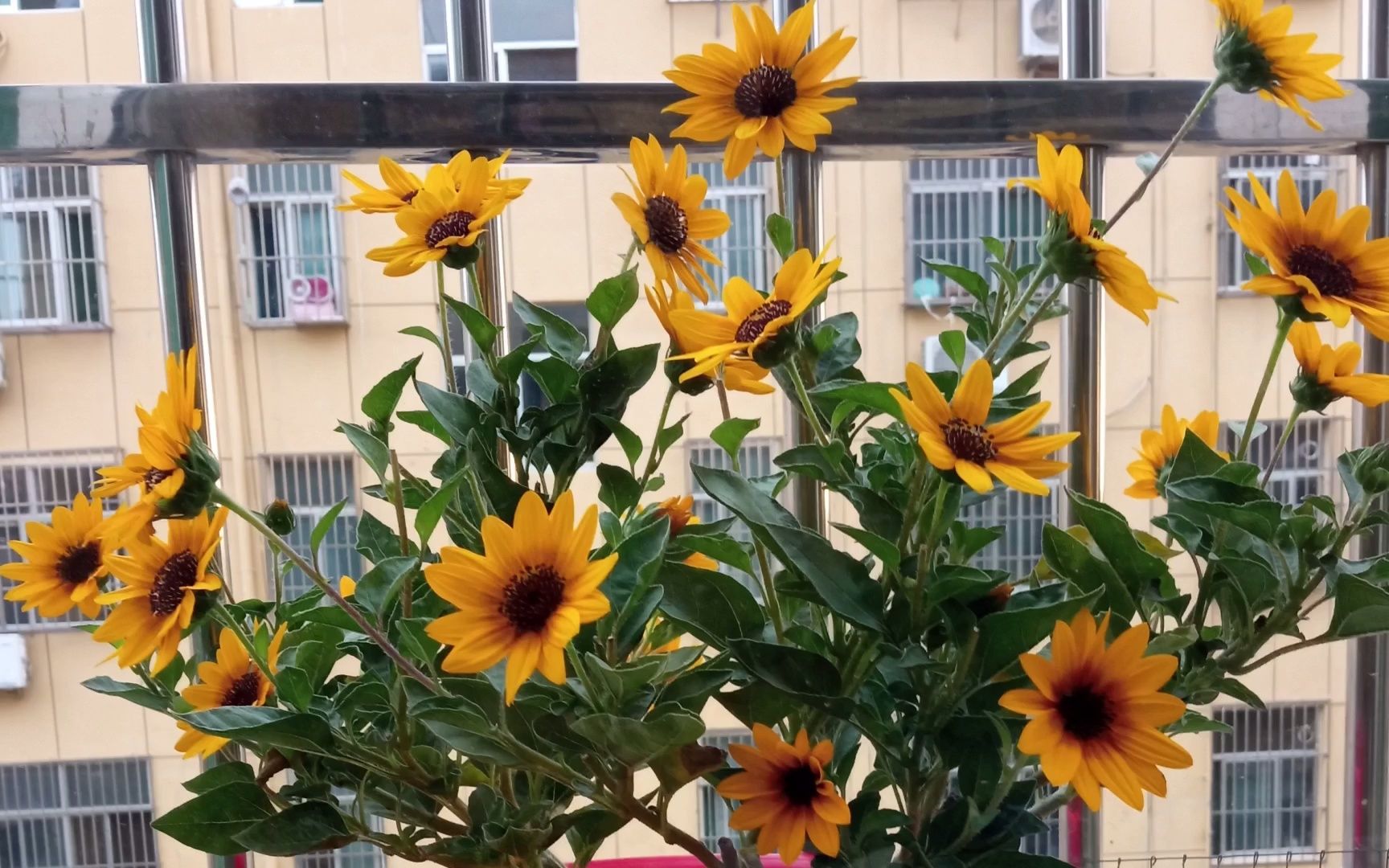 光辉岁月向日葵从幼苗到开爆盆