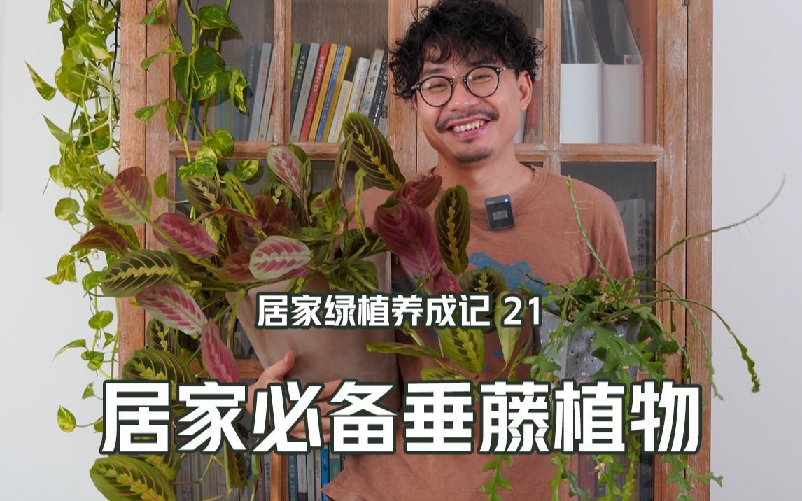 居家必备垂藤植物,巧用空间打造绿意生活哔哩哔哩bilibili