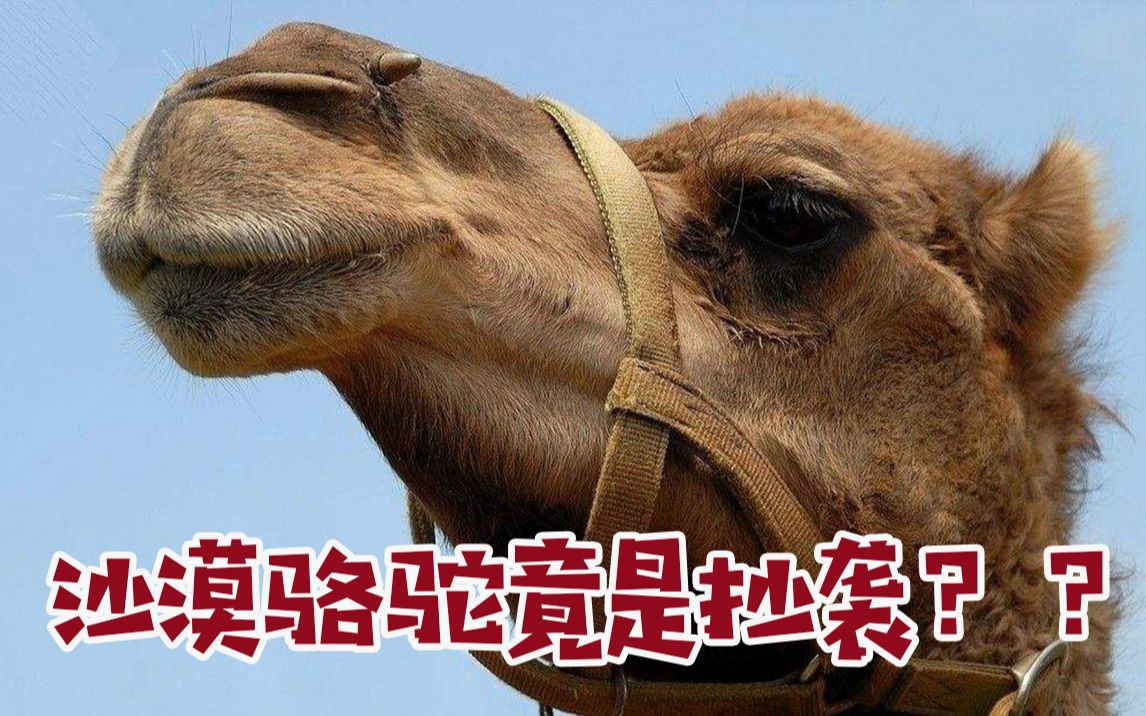 沙漠骆驼竟是抄袭于恩师,公司宣布与"展展与罗罗"解约.