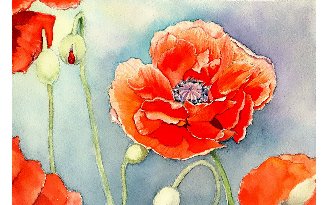 【水彩画】虞美人【上色过程】_哔哩哔哩 (゜-゜)つロ 干杯~-bilibili