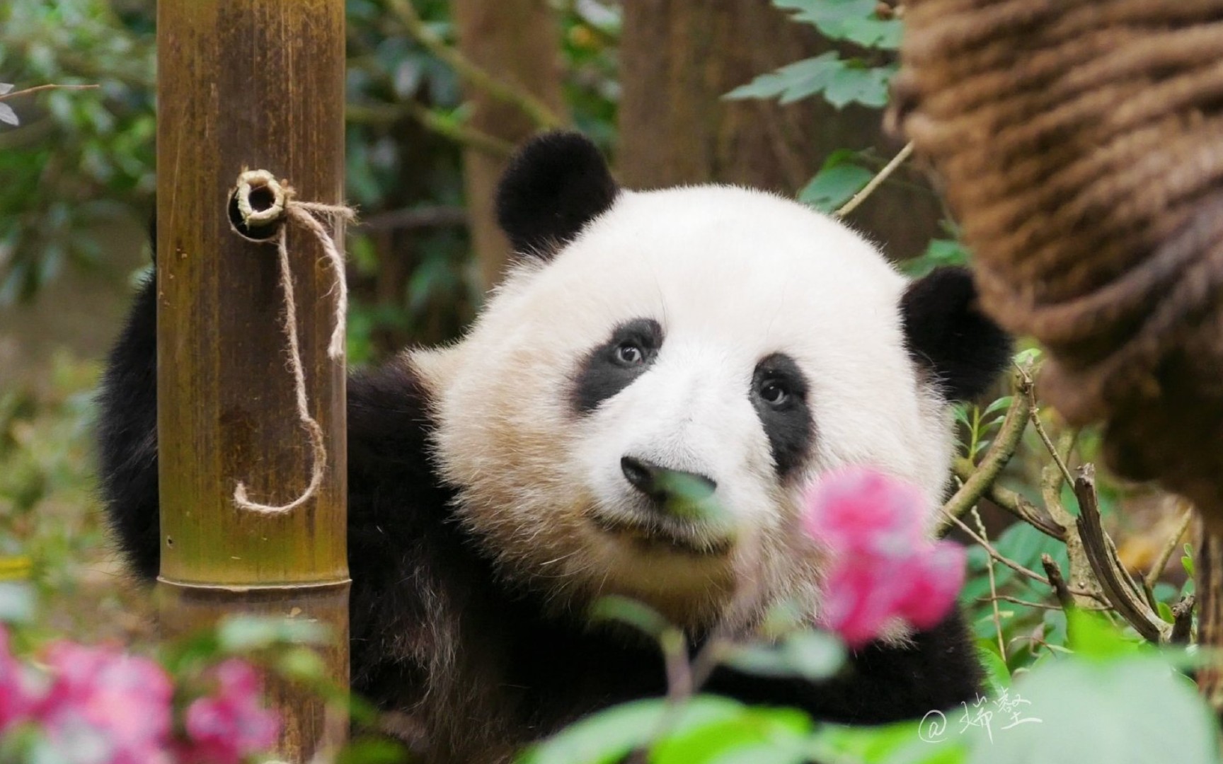 【大熊猫和花】过年好啊