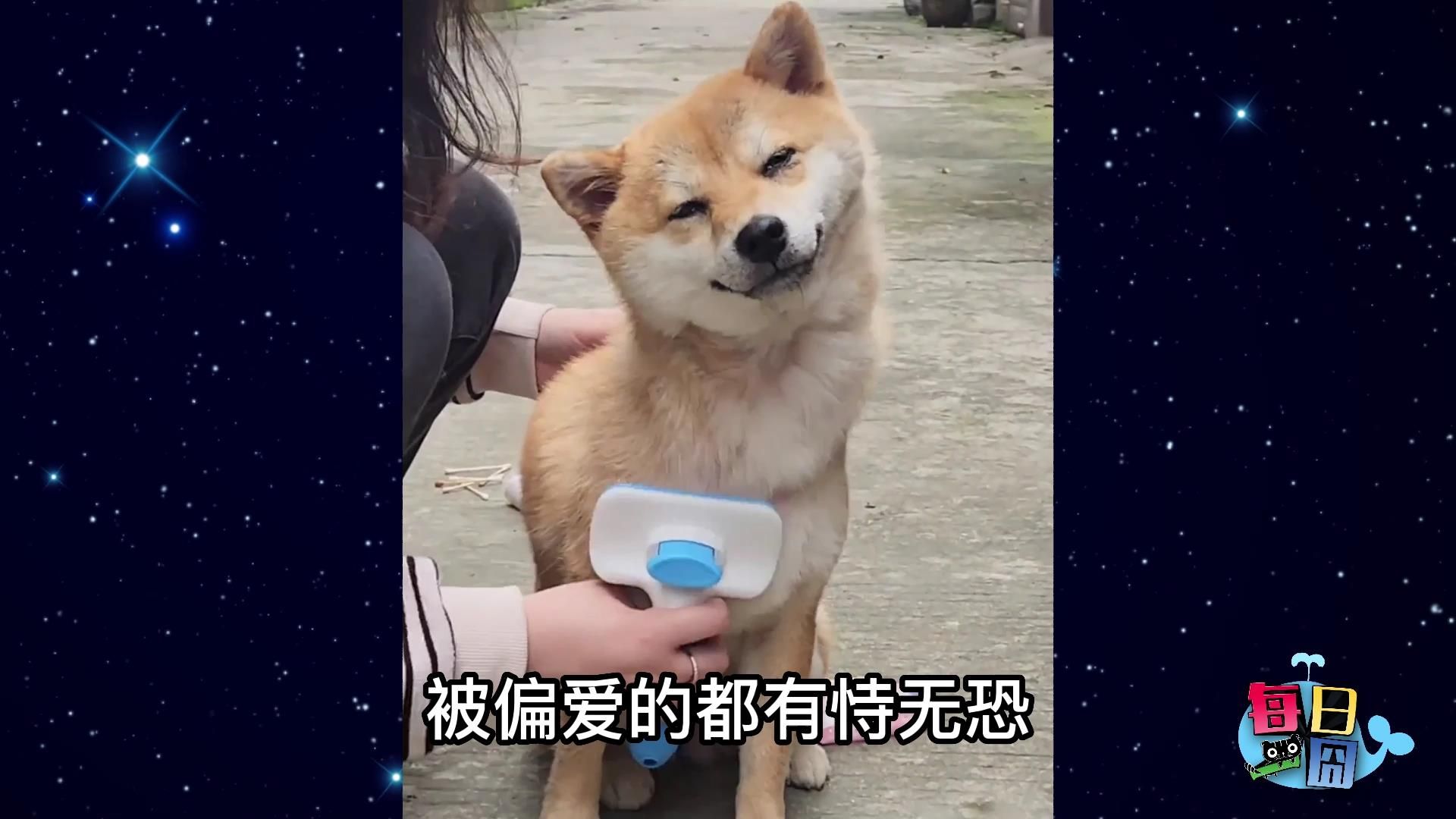 【每日一囧2687】很少能用妖娆来形容一只狗 |猫猫村长