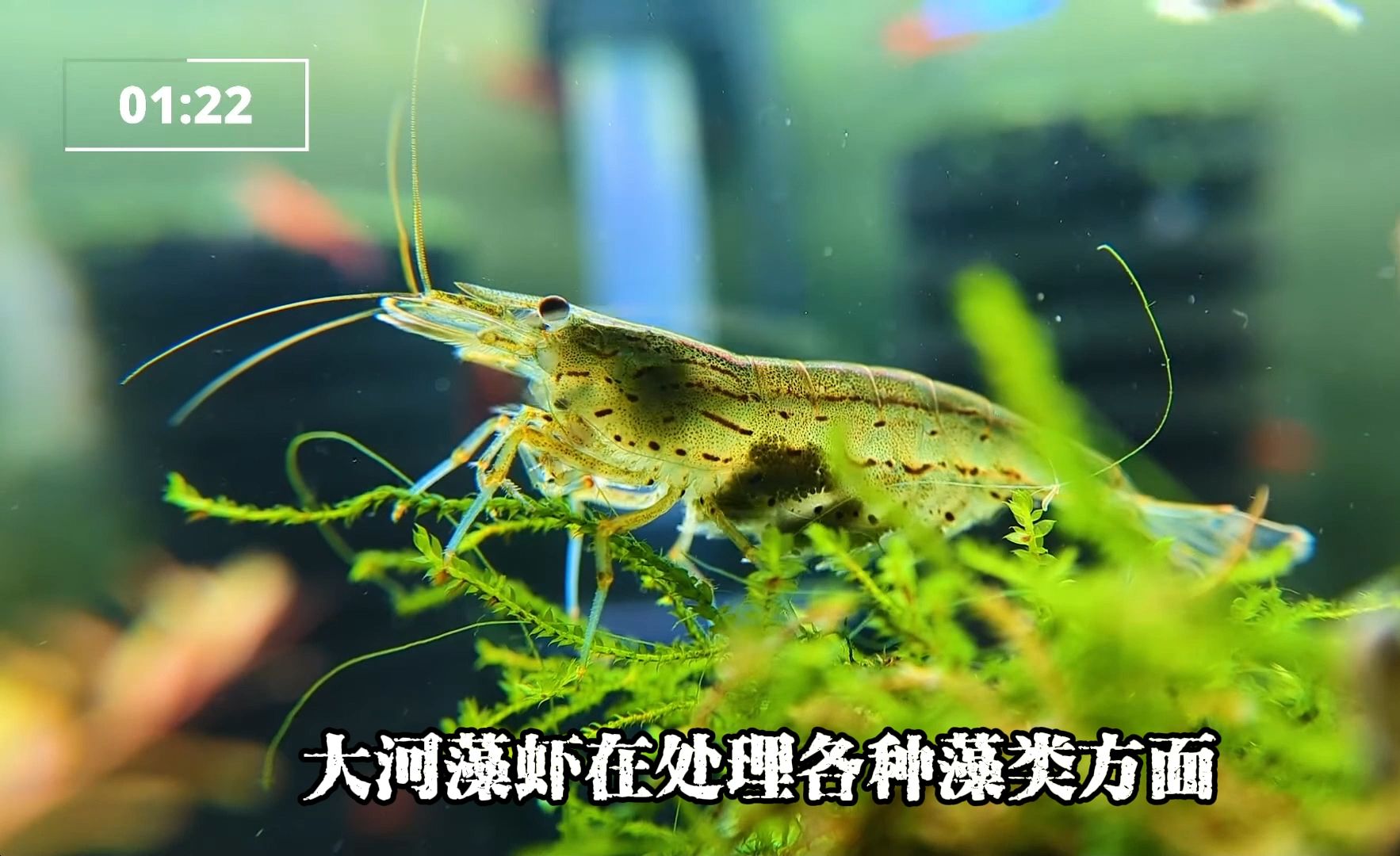 [开缸生物]草缸中的工具虾都吃哪些藻类,观赏性、工具虾除藻简介.哔哩哔哩bilibili