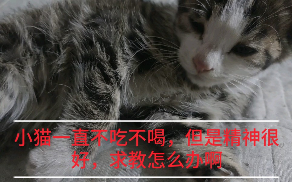 小猫一直不吃不喝但是精神很好我该怎么办阿