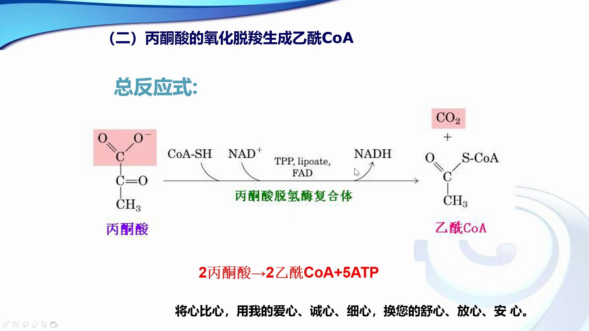 活動 3.丙酮酸氧化脫羧形成乙酰輔酶a