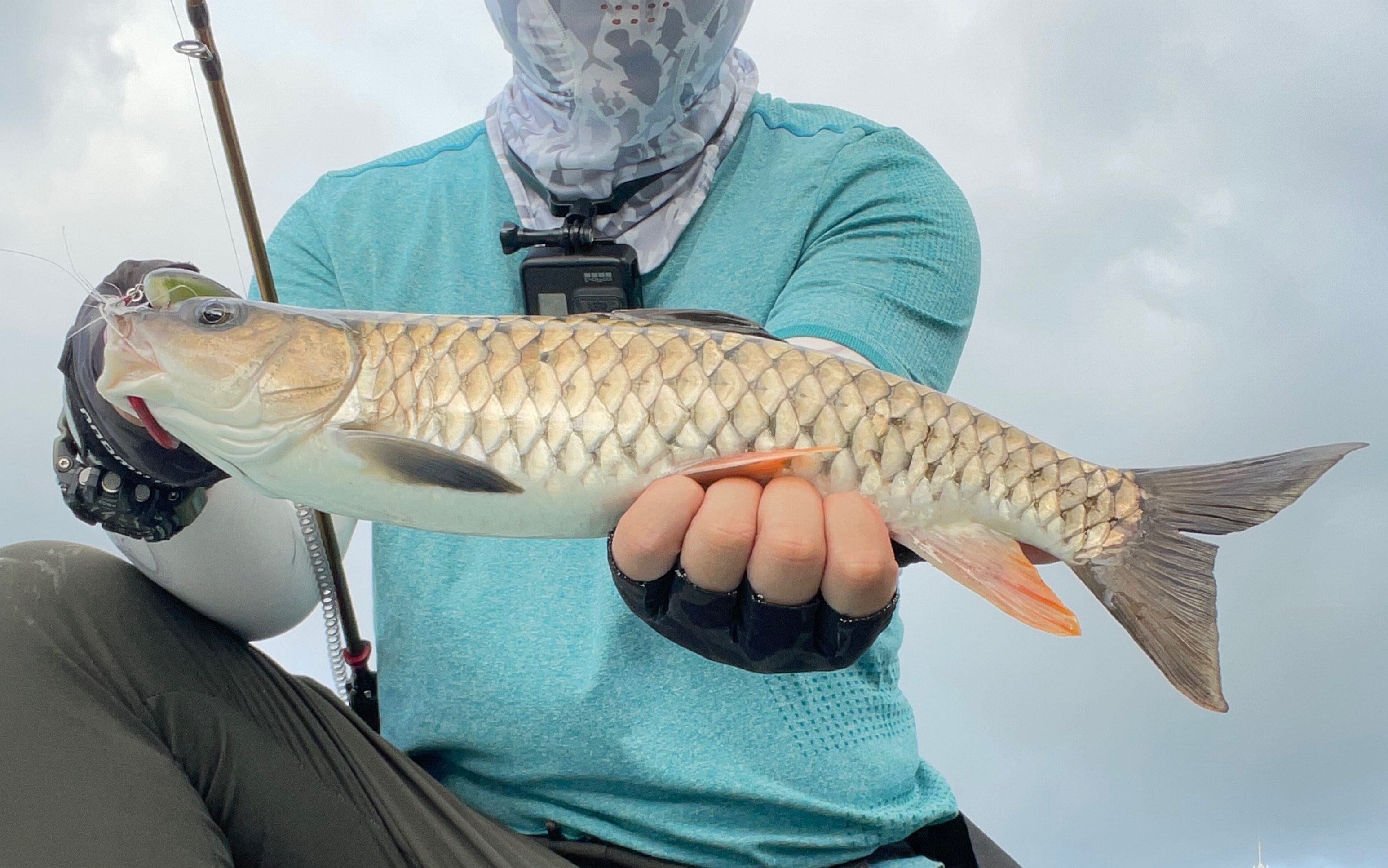 来感受军鱼的死亡翻滚吧!