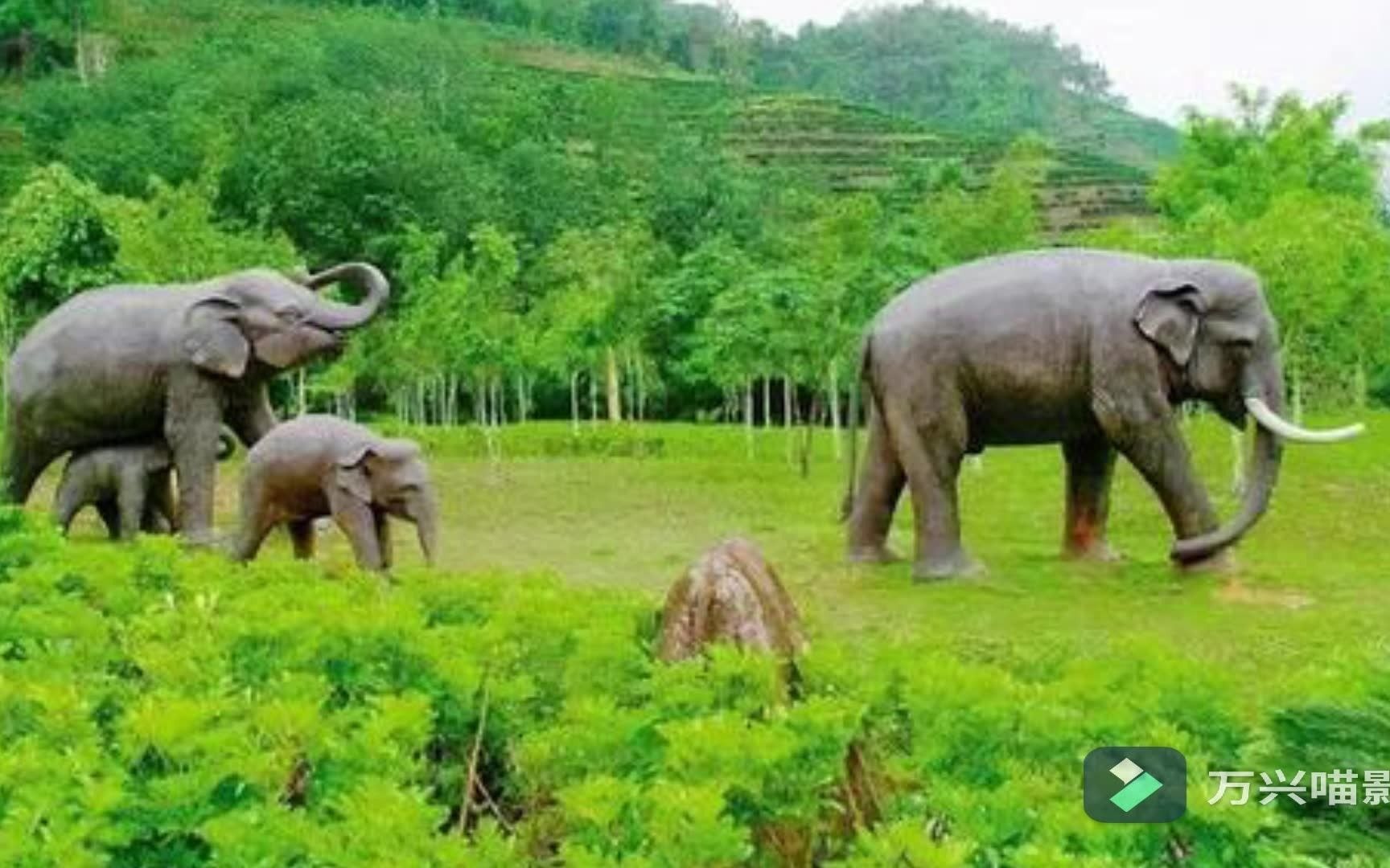 台湾名嘴大赞从西双版纳悠悠走昆明的大象群,大象做梦了红到全世界