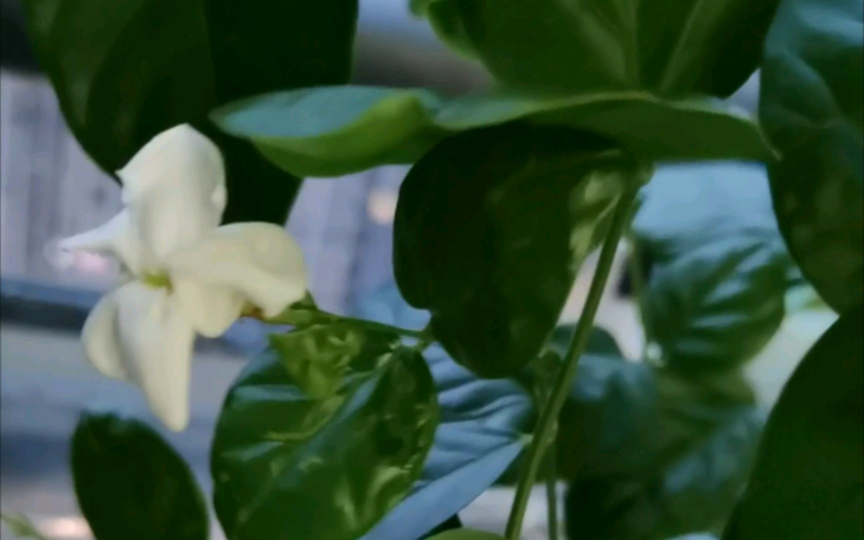 只有半朵的小茉莉