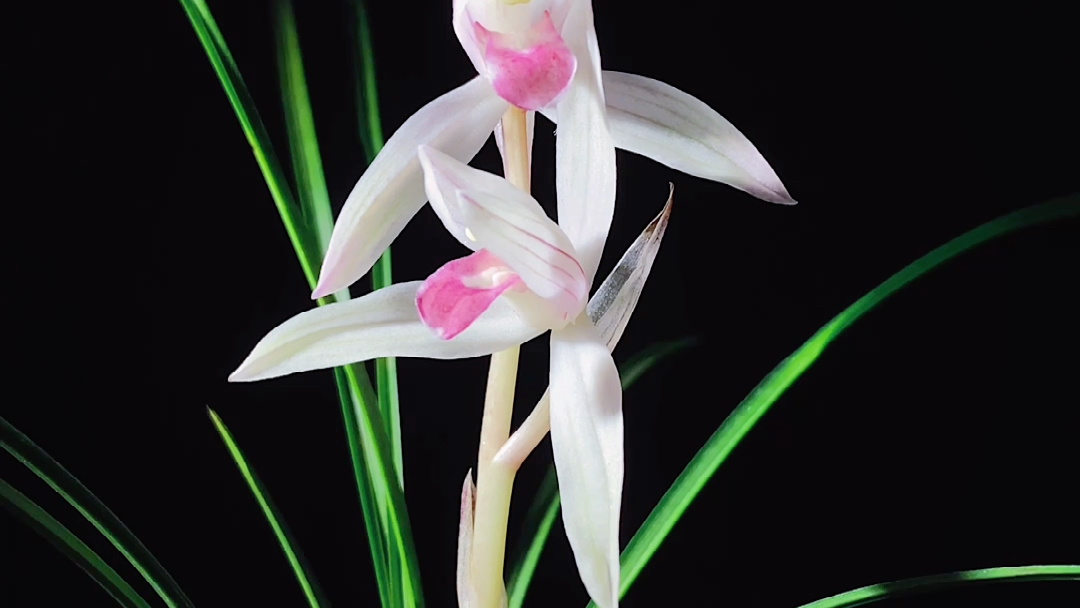 莲瓣兰水点桃花_哔哩哔哩 (゜-゜)つロ 干杯~-bilibili