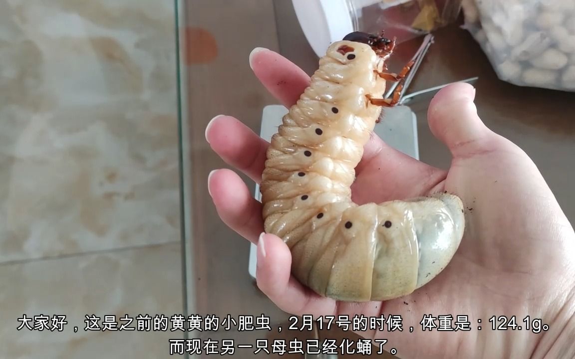 一年练习生的小肥虫