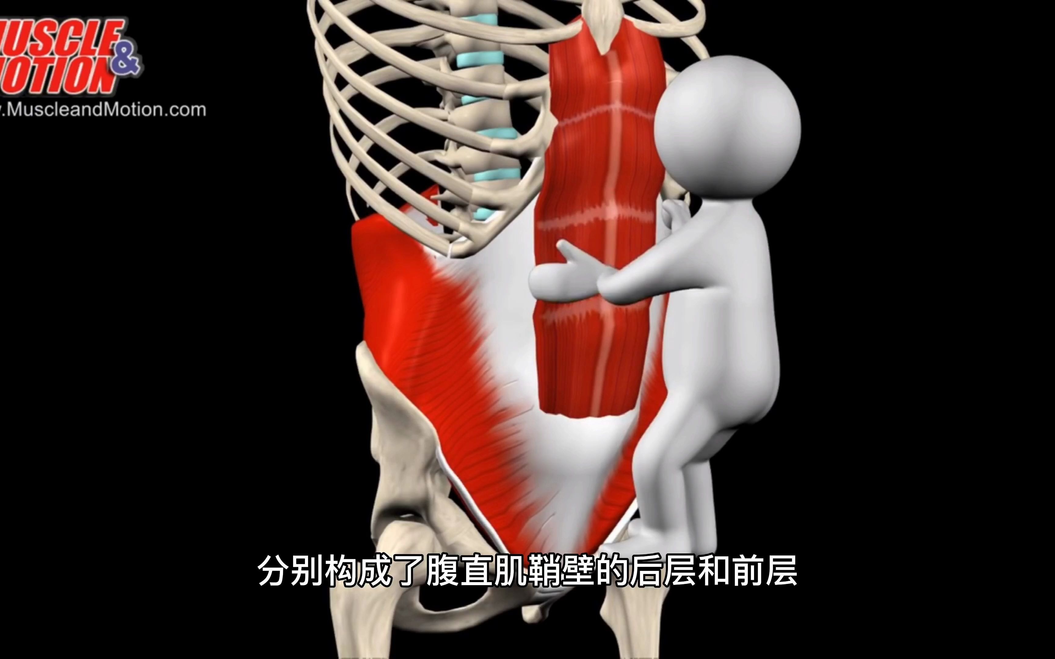 【3D解剖】了解腹部肌肉的构造(配音版)哔哩哔哩bilibili