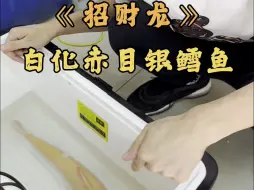 Download Video: 很有网友让我入一条银鳕鱼，今天它来啦，黄金招财龙，大个体白子红眼银鳕鱼，后续可直接和吉罗混养#豆爸先生养鱼日记 #全网收集路亚鱼种 #豆鱼路亚