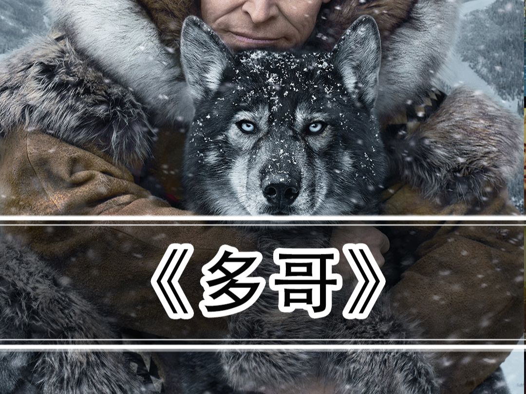 调皮捣蛋的小狗大后也能出类拔萃,雪橇犬队伍出生入死,拯救无数患病