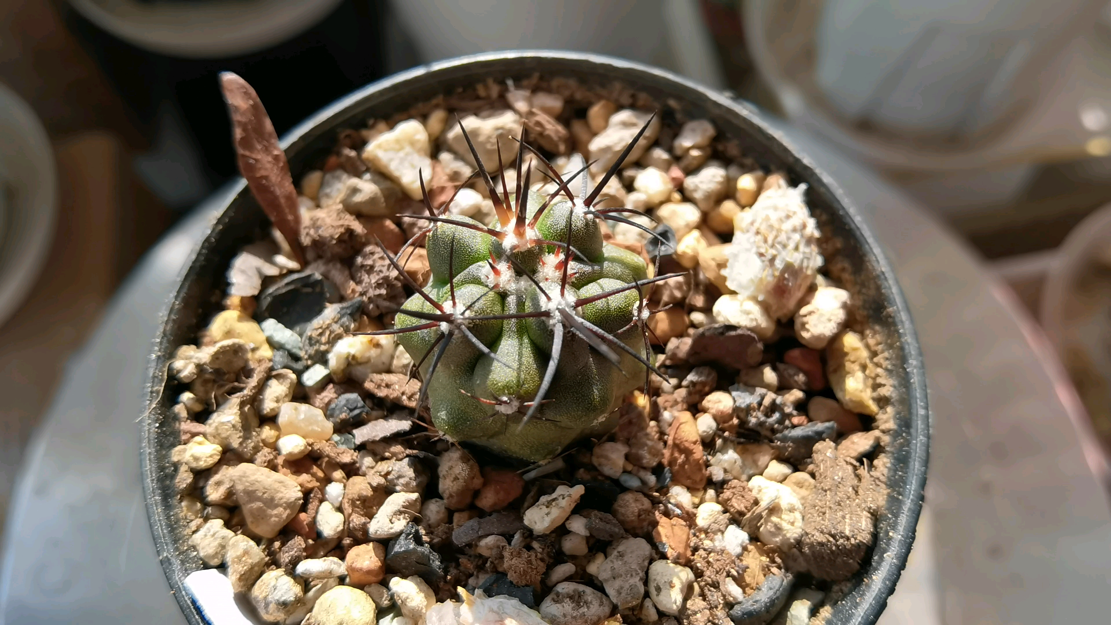 仙人球 龙爪球属