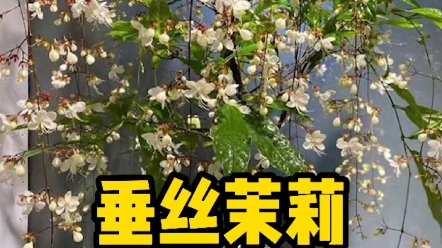 垂丝茉莉,开花时满屋飘香,仙气十足~哔哩哔哩bilibili