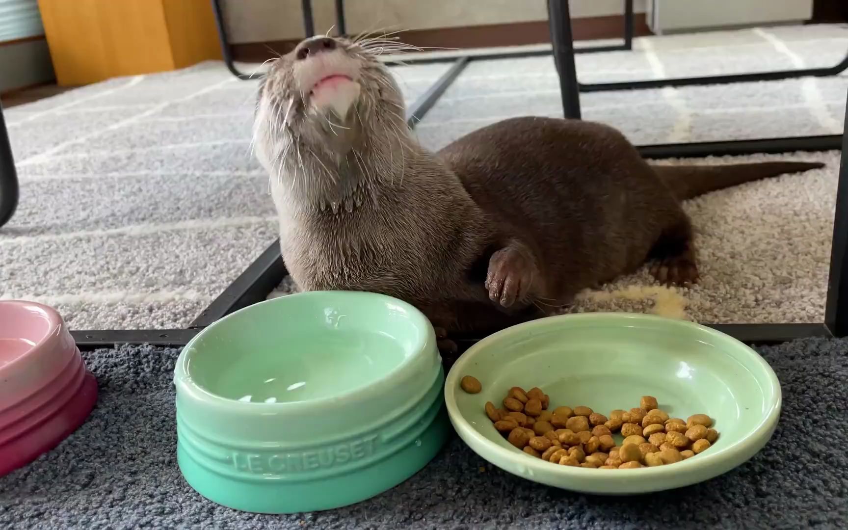 [图]Introducing Kotaro the Smartest and Funniest Otter（500K SUB SPECIAL）| 介绍Kotaro是最