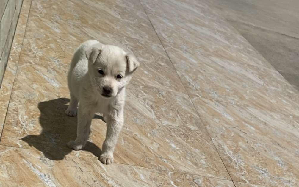 「乡村生活」憨憨小白狗の身世之谜_哔哩哔哩_bilibili