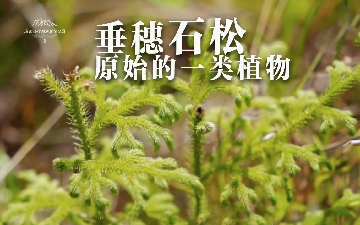 植物篇:垂穗石松 | 海南热带雨林国家公园科普视频系列哔哩哔哩bilibili