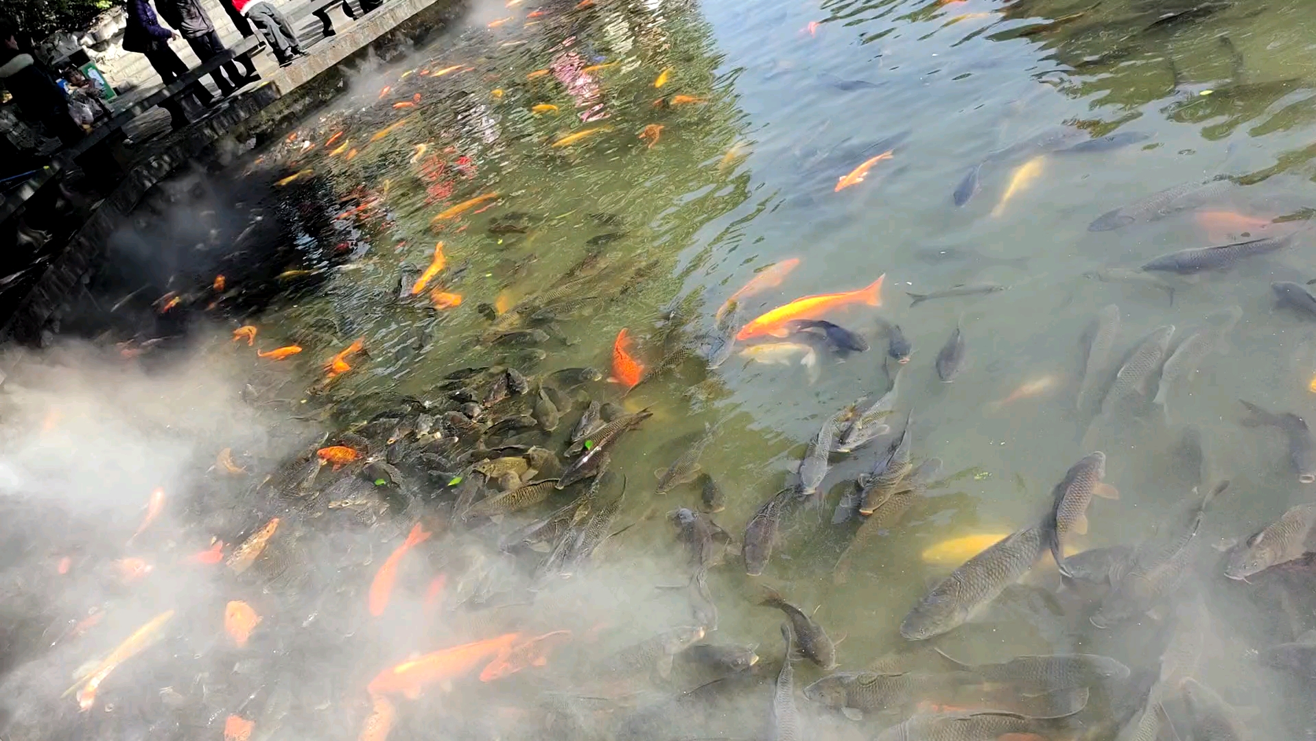 一起来看锦鲤吧