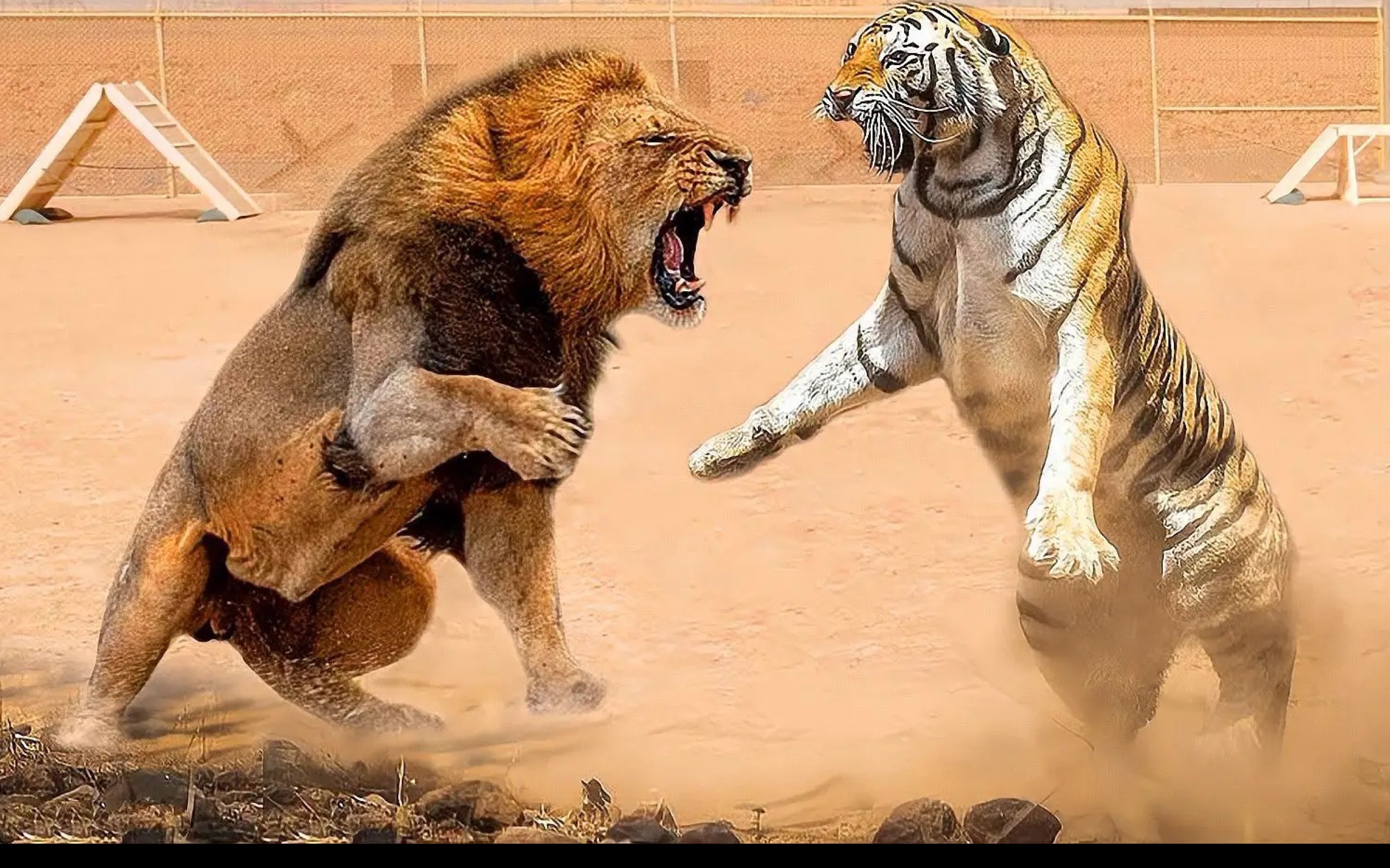 巨虎vs残暴狮图片