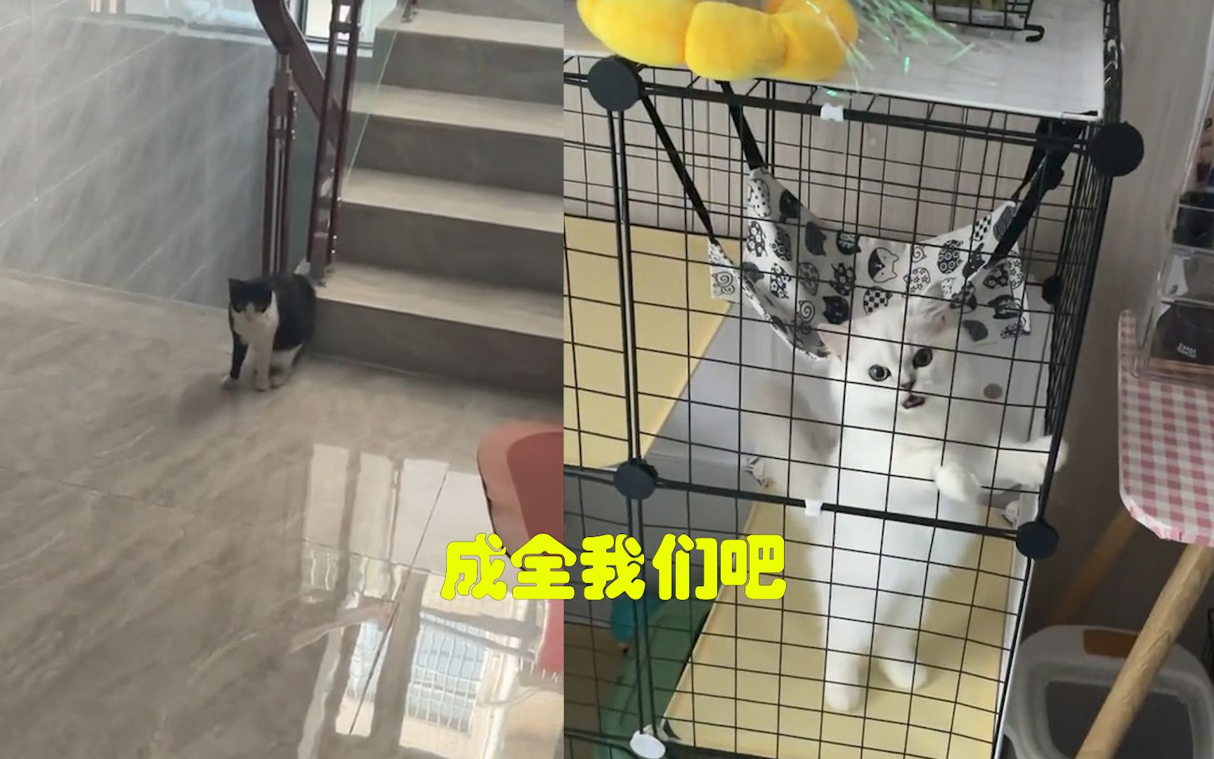 [图]花臂流浪猫爱上自家小母猫！主人极力反对，两猫隔门互诉衷肠