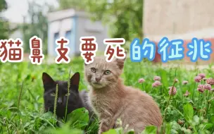 Tải video: 猫鼻支要死的征兆