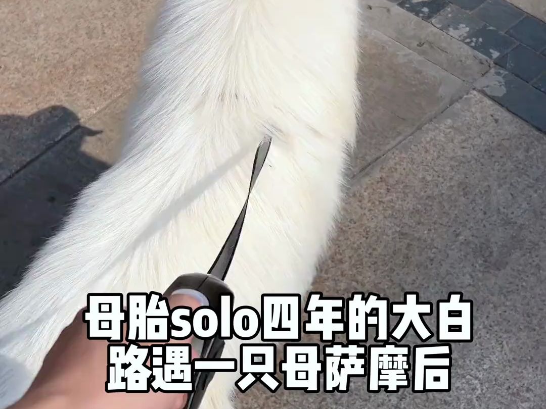 犬子大了,该谈婚论嫁了,谁家有漂亮姑娘可以介绍给我家狗小子的哔哩哔哩bilibili