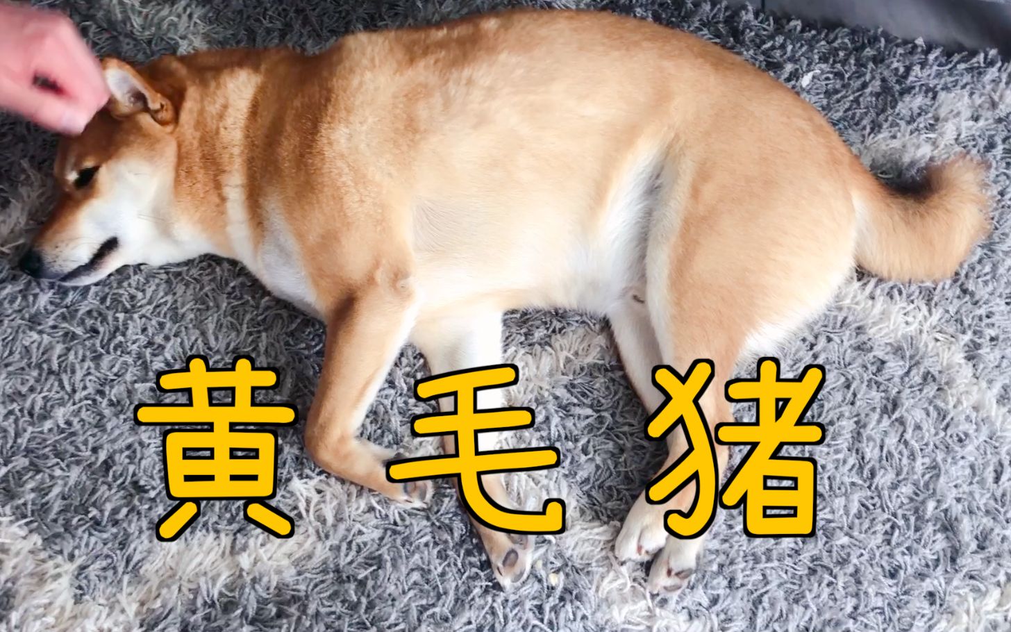 给大家介绍一下我家的新宠物:黄毛猪