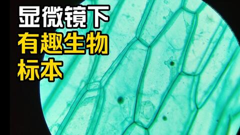 第169集显微镜下有趣的生物标本#生物#显微镜下的世界#科普-哔哩哔哩