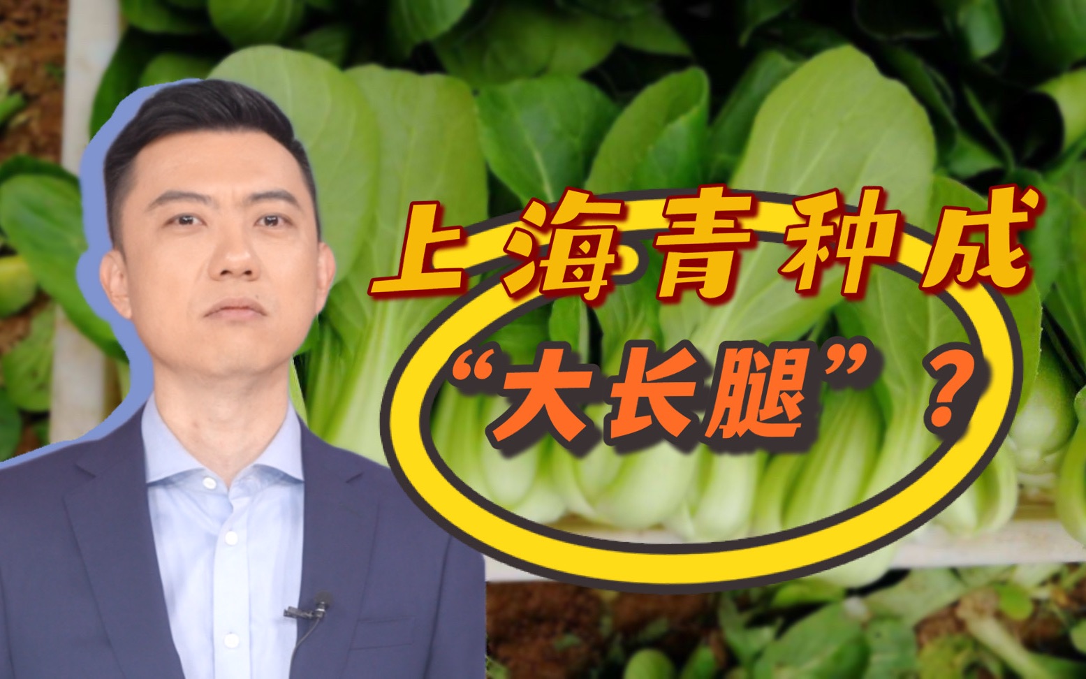 上海青种成“大长腿”?“一棵菜传三代”你也可以有!哔哩哔哩bilibili