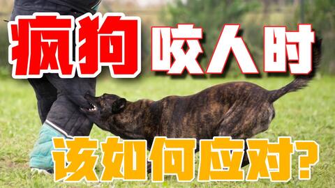 遇到狗扑咬人时怎么办 狗有什么致命弱点 掌握正确的应对措施 哔哩哔哩 Bilibili