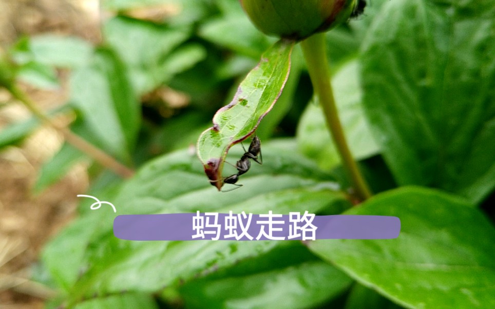 "蚂蚁走路,瞎子探路"的感觉