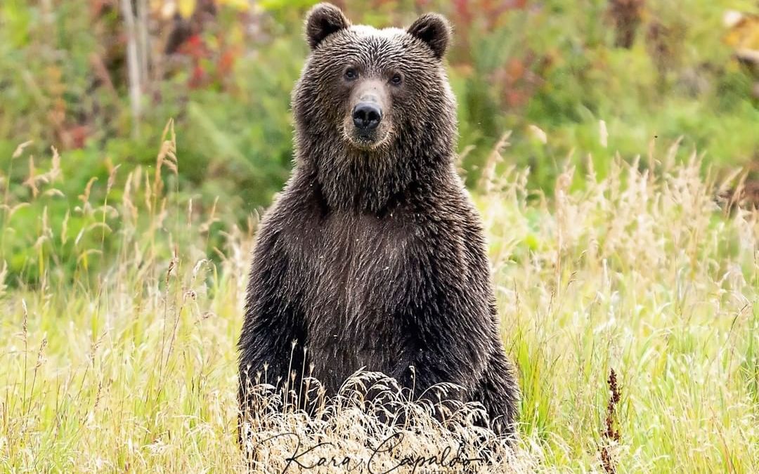 【半岛巨熊】护林员正确使用防熊喷雾驱赶棕熊