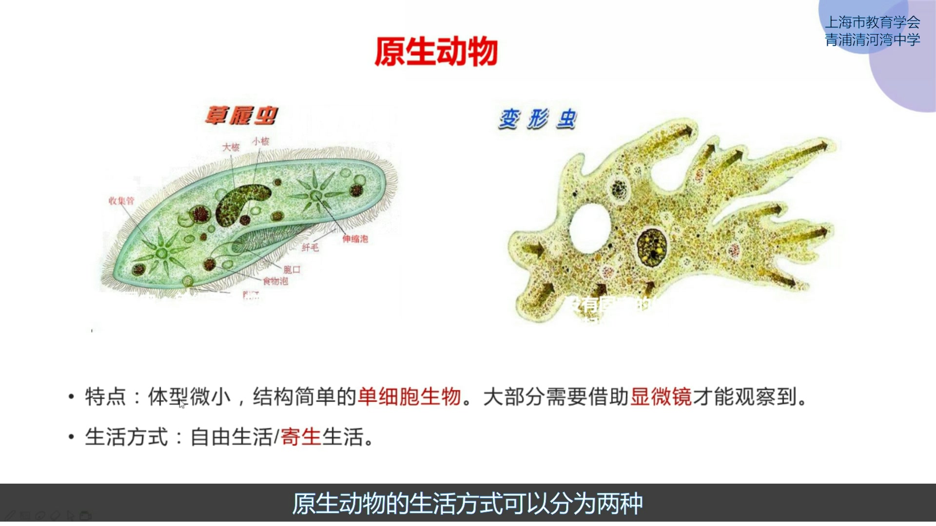 无脊椎动物(一):原生动物哔哩哔哩bilibili